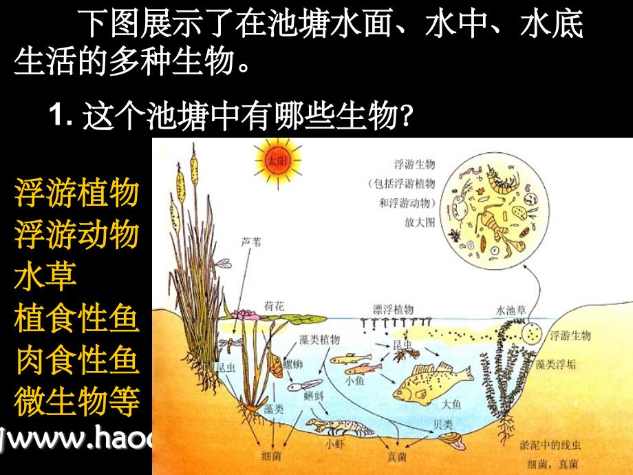 《群落的结构》PPT课件_第2页