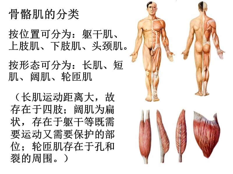 系统解剖学运动系统肌学PP（课堂PPT）_第3页