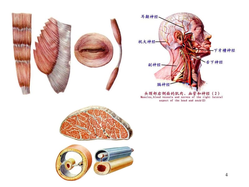 系统解剖学运动系统肌学PP（课堂PPT）_第4页