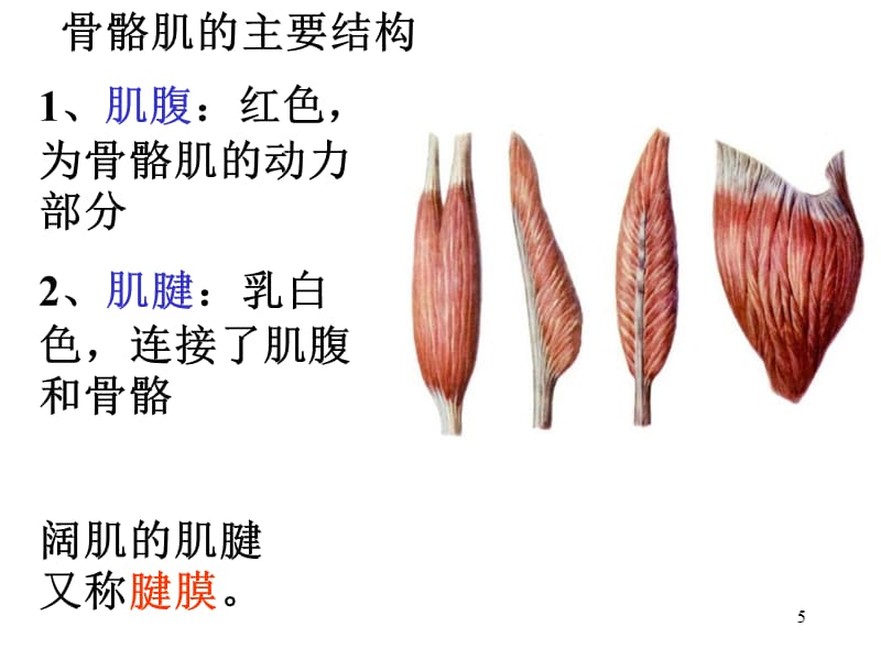 系统解剖学运动系统肌学PP（课堂PPT）_第5页