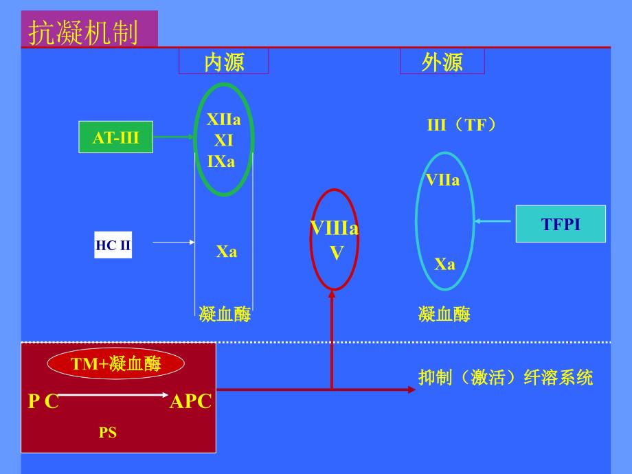 血栓调节蛋白与血栓性疾病.ppt_第3页