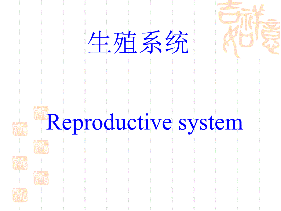 系统解剖学生殖系统_第1页