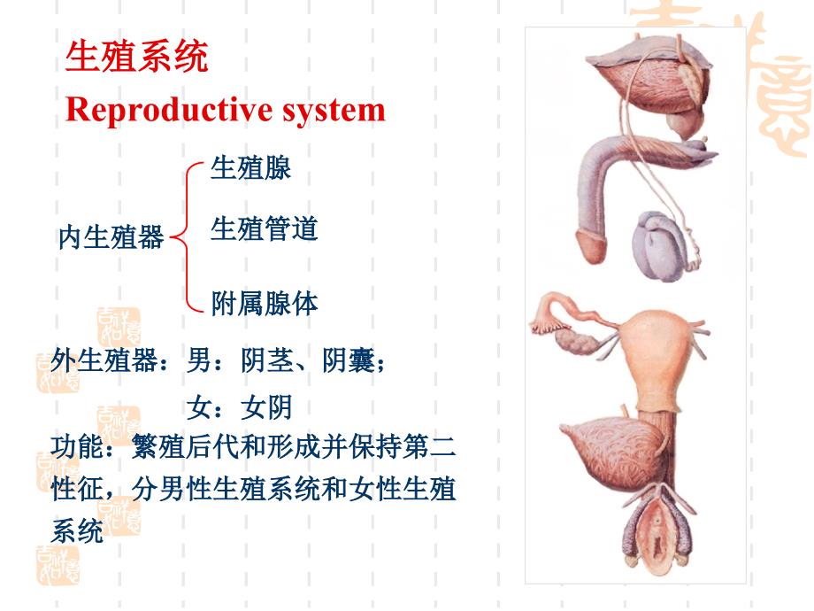 系统解剖学生殖系统_第3页