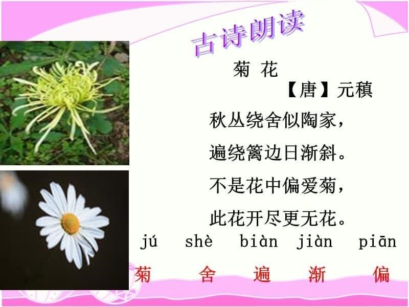 古诗《菊花》.ppt_第5页