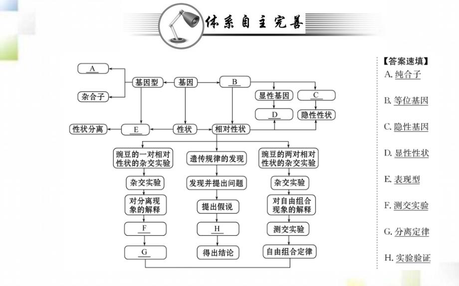 2020-2021学年高中生物第1章遗传因子的发现阶段复习课课件新人教版必修2_第2页