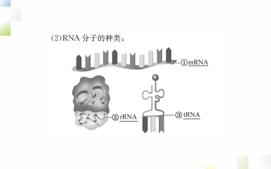 2020-2021学年高中生物第4章基因的表达第1节基因指导蛋白质的合成课件新人教版必修2_第4页