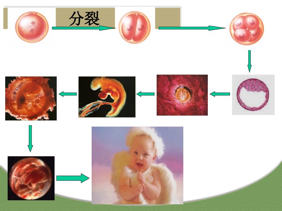 （实用）细胞的分化 课件_第3页