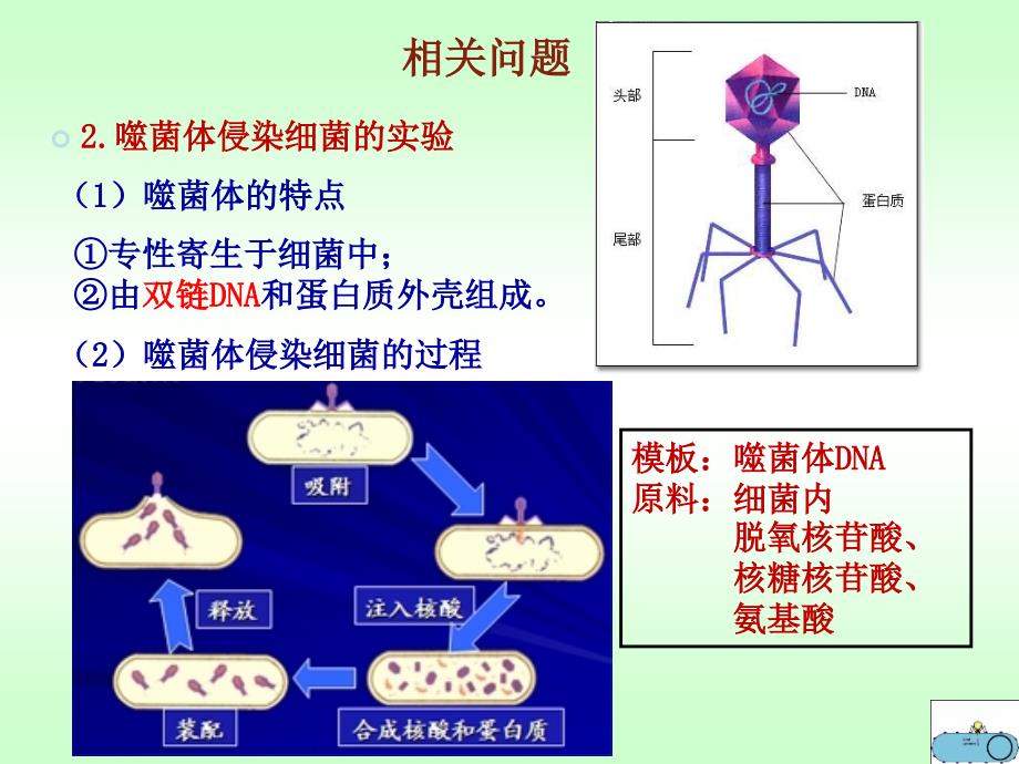 DNA的结构、复制.ppt_第2页