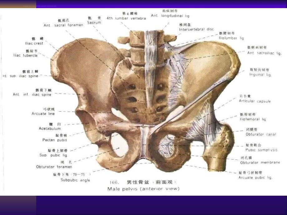 骨盆骨折定义 分类 治疗课件_第5页