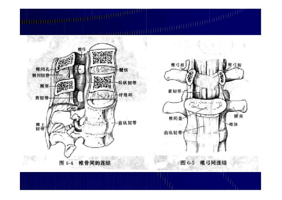 脊柱MRI断面解剖_第2页