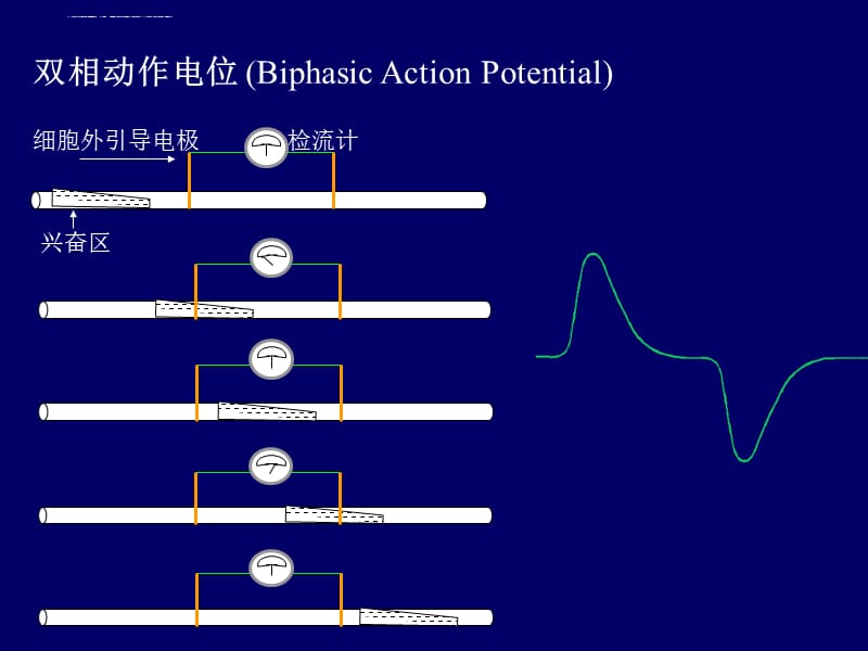 骨骼肌生理及神经电生理实验课件_第4页