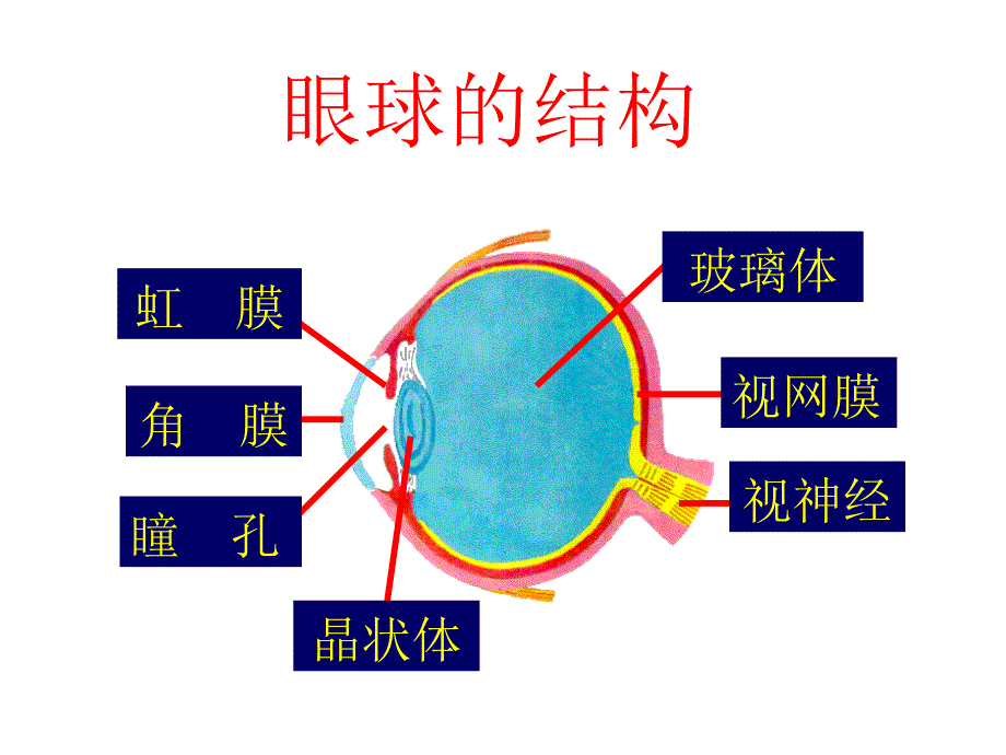 青少年视力口腔保健课件_第4页