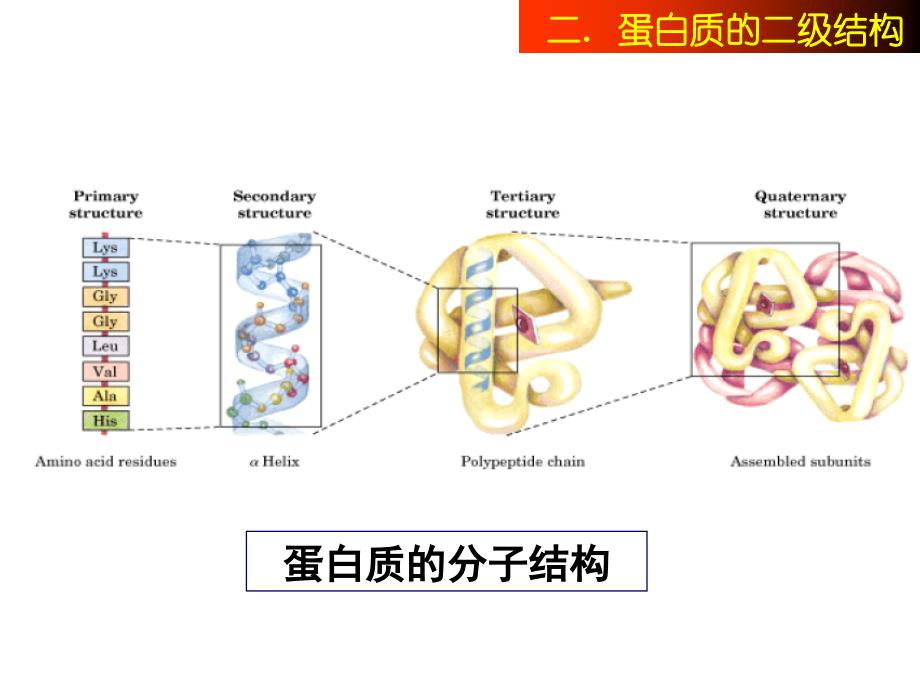 蛋白质的二级结构精品课件_第2页