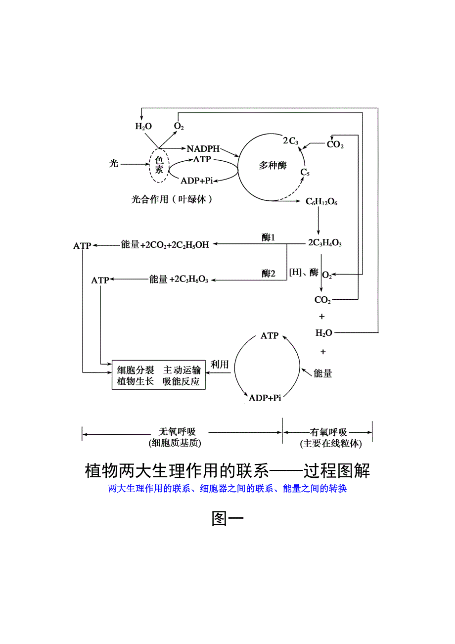 生物光合作用和细胞呼吸图解(便于理解)._第1页