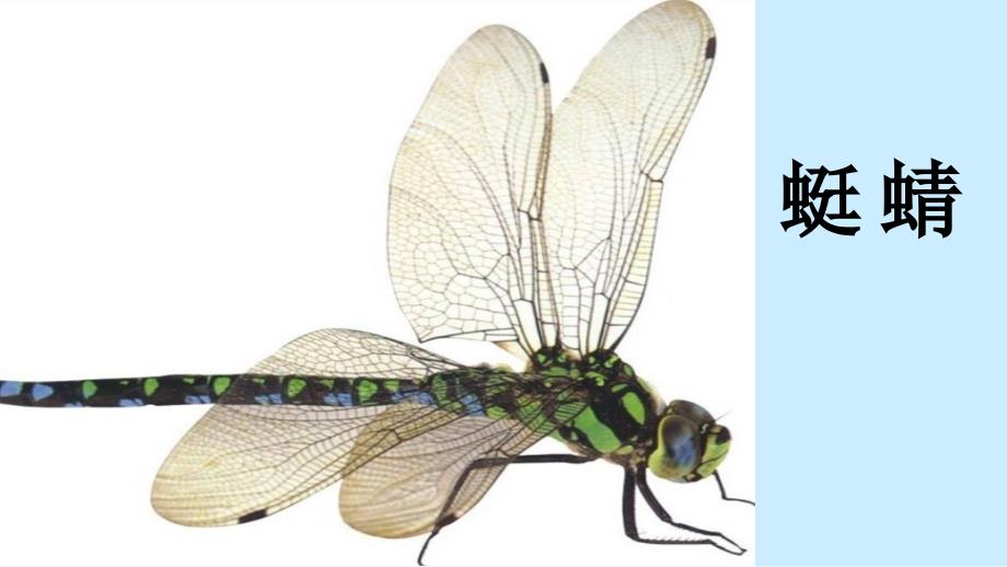 三年级上册科学课件5蜻蜓与麻雀粤教30_第2页