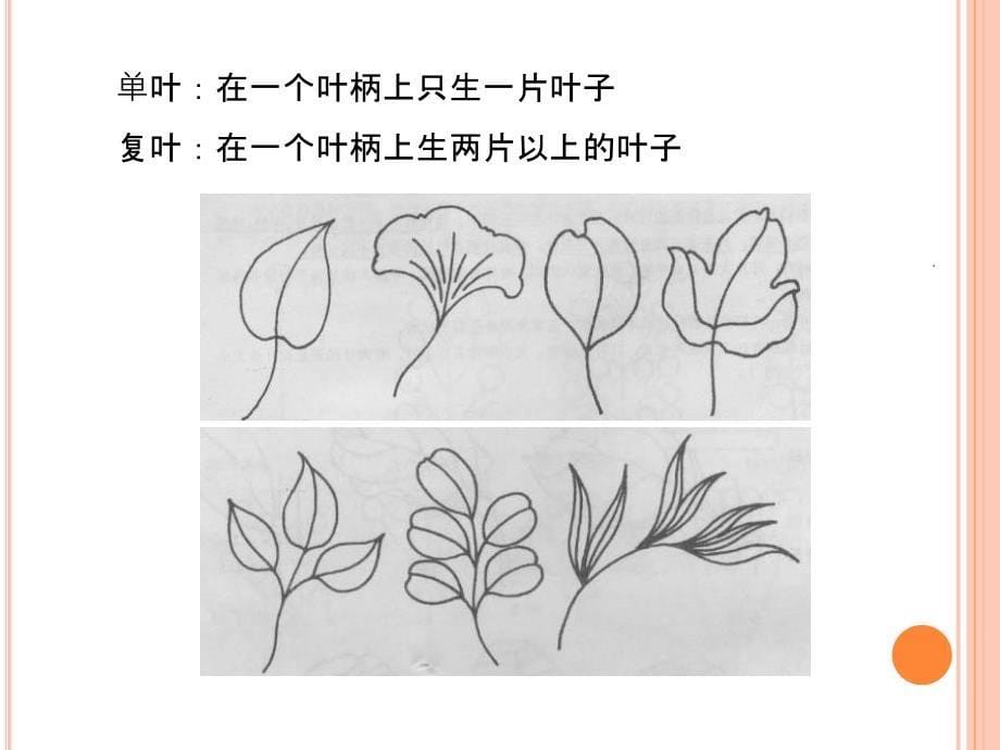 教学简笔画-植物果蔬类ppt课件_第5页