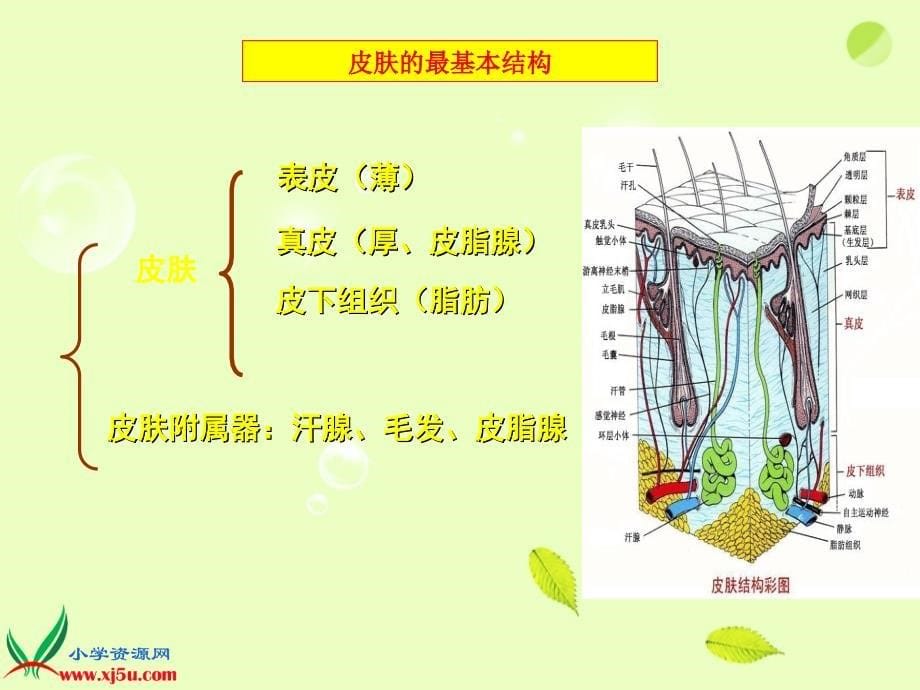 常见皮肤病的中药治疗PPT_第5页