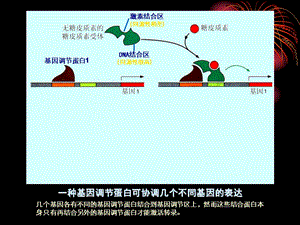 中国海洋大学细胞生物学课件15基因表达与蛋白质的生物合成02 .