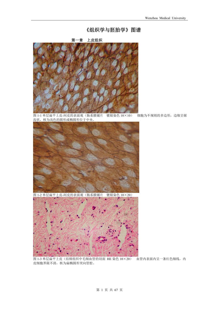 《组织学与胚胎学》图谱详细版(温州医科大学)._第1页