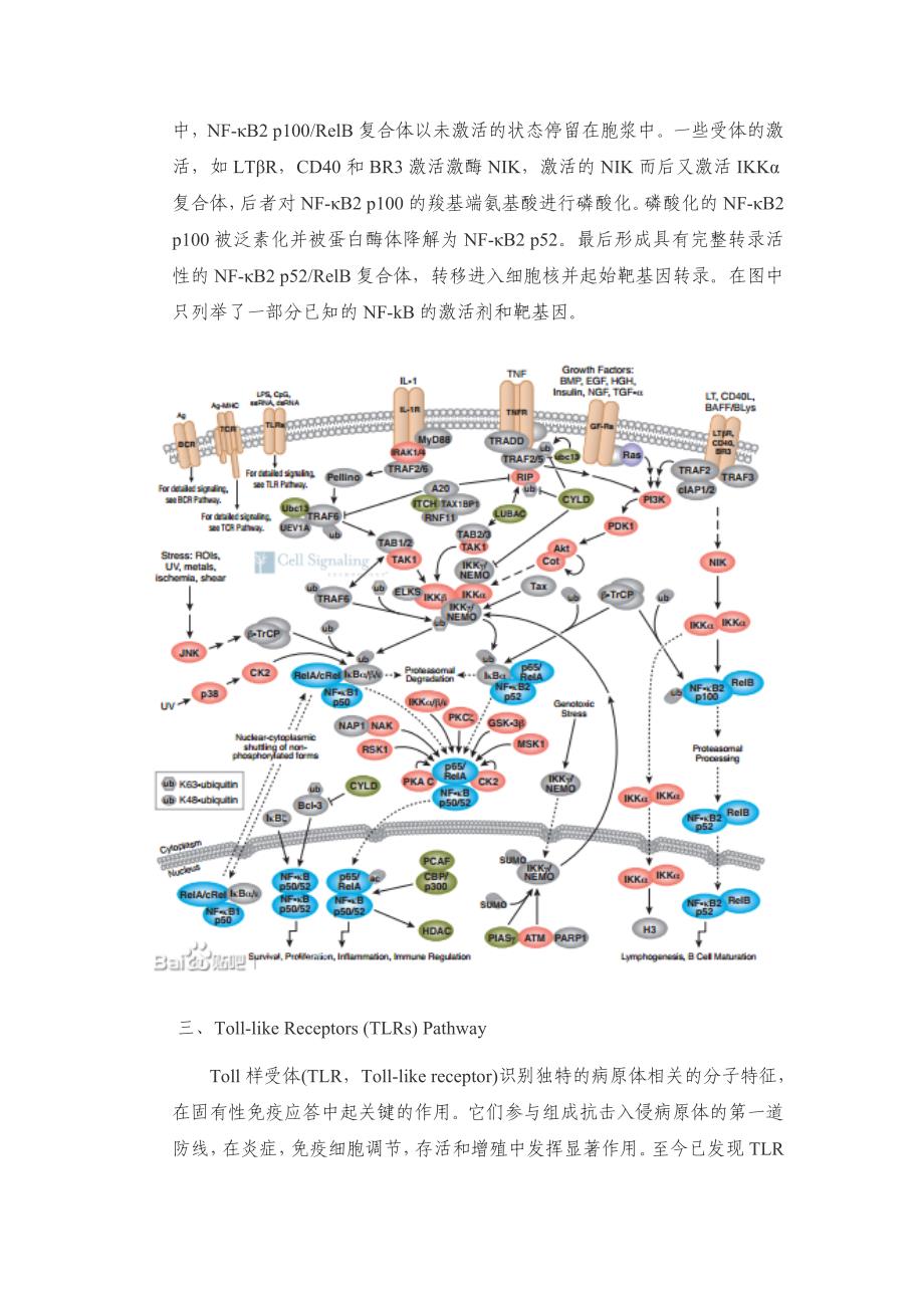 免疫和炎症相关信号通路_第3页