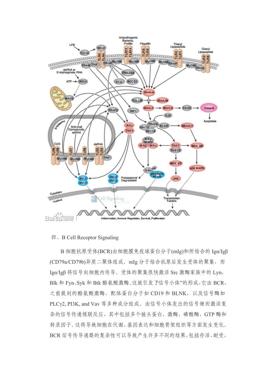 免疫和炎症相关信号通路_第5页