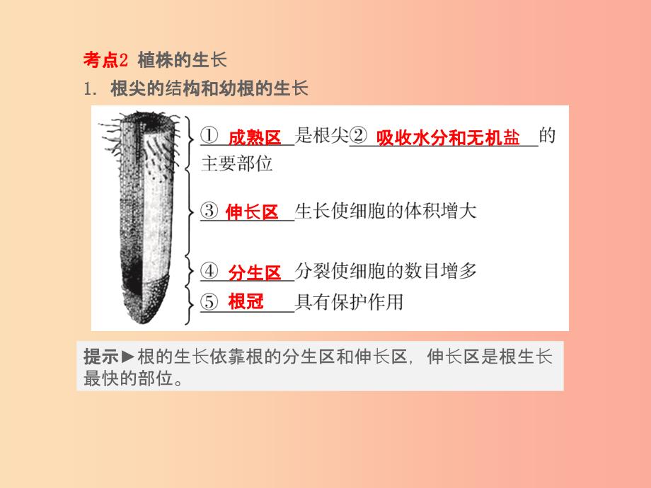 （聊城专版）山东省201X年中考生物总复习 第三单元 生物圈中的绿色植物 第二章 被子植物的一生课件_第2页