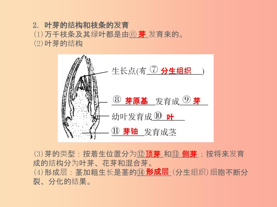 （聊城专版）山东省201X年中考生物总复习 第三单元 生物圈中的绿色植物 第二章 被子植物的一生课件_第3页