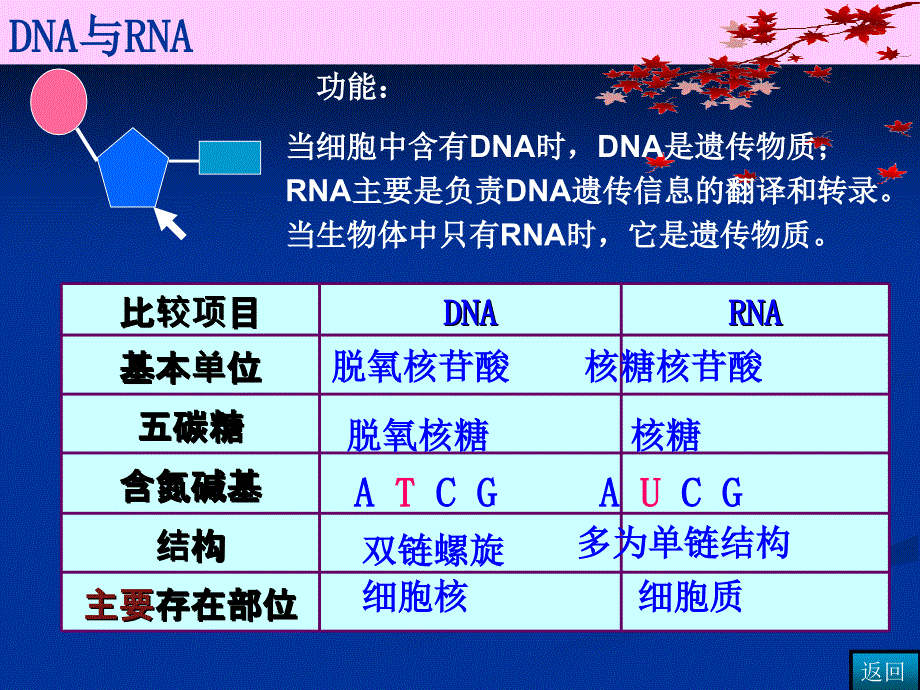 2019-必修2第四章基因的表达-文档资料课件_第3页