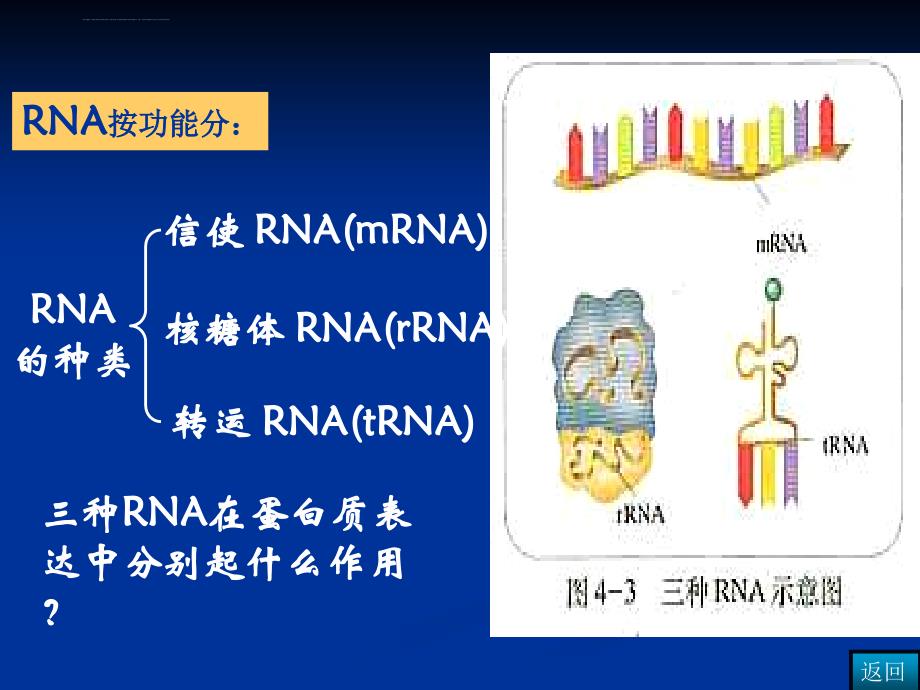 2019-必修2第四章基因的表达-文档资料课件_第4页