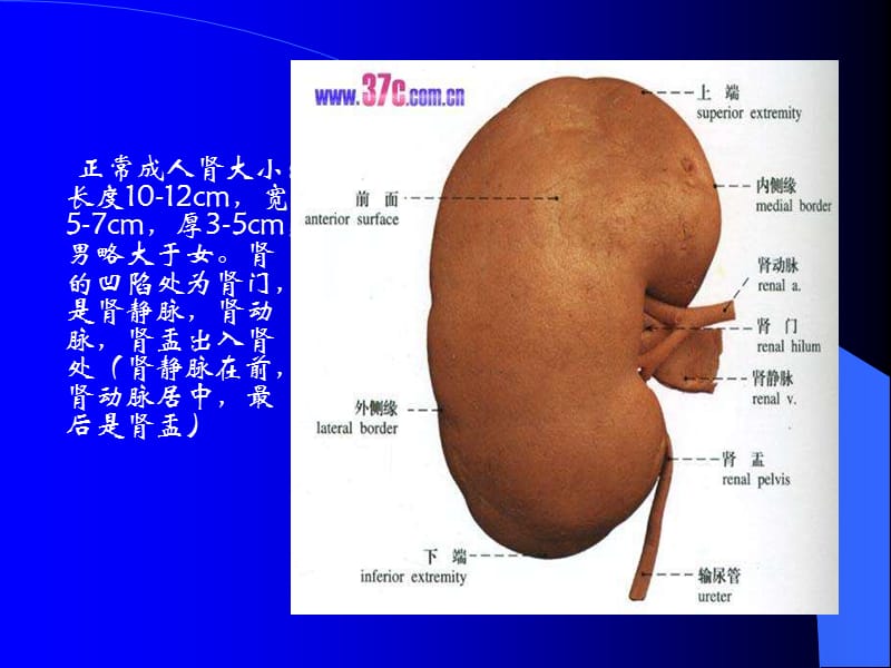 泌尿系统(超声诊断课件)_第3页