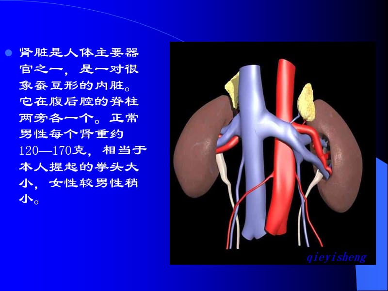 泌尿系统(超声诊断课件)_第4页