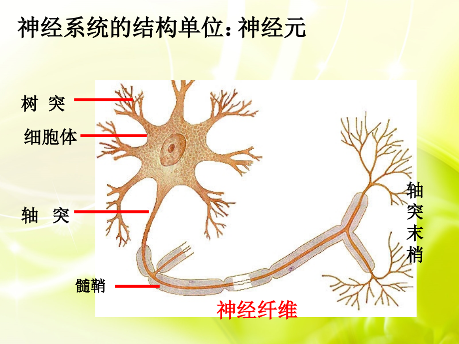 通过神经系统的调节_第1页