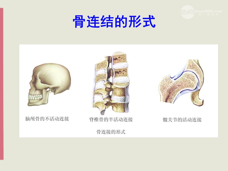 八级生物上册《人体的支持与运动》课件2 苏科版_第5页