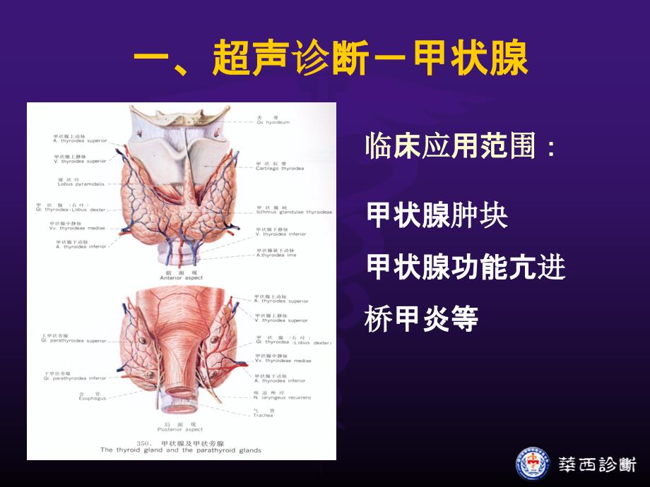 浅表器官及周围血管超声检查ppt课件_第3页