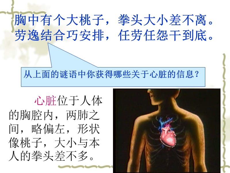 苏教版科学五上《心脏和血液循环》1精-郭志利ppt课件_第2页