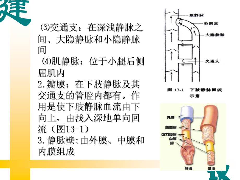 下肢静脉曲张病人的护理_第4页