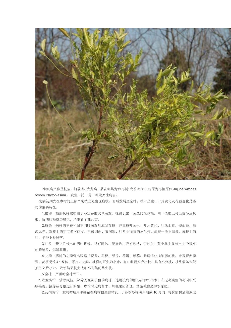 枣树常见病虫害图谱.doc_第4页