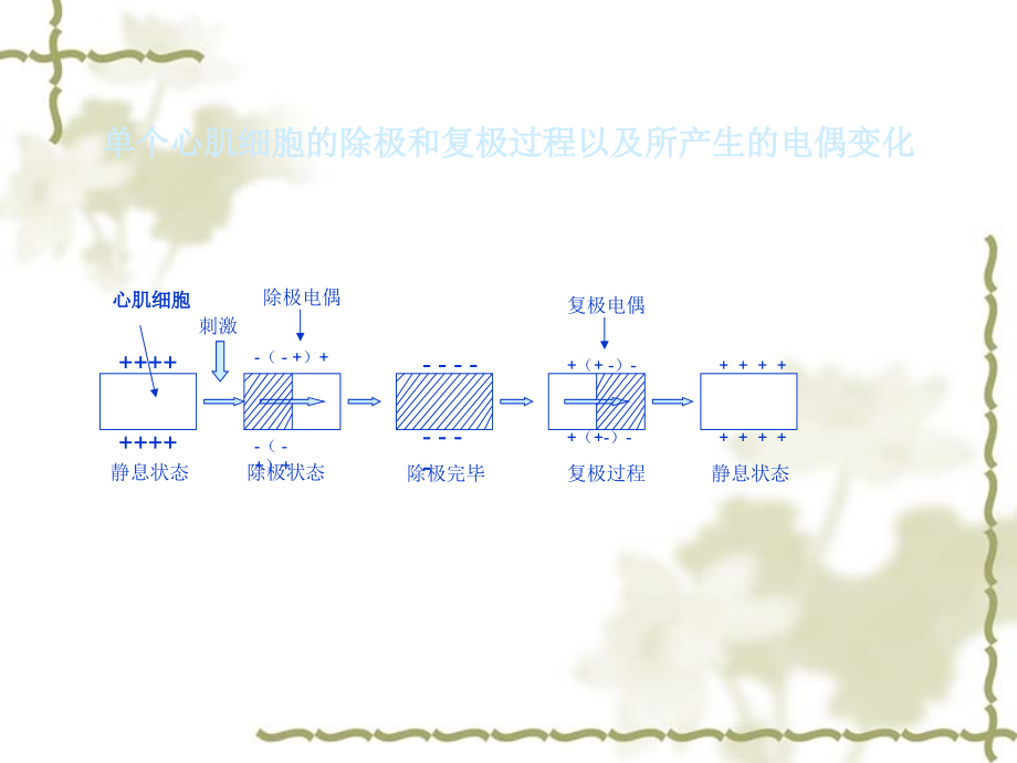 xx年制心电图诊断学（electrocardiogram）个人觉得比较易懂的版本课件_第4页