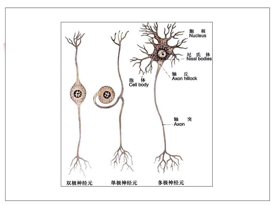 中枢神经系统PPT文档资料课件_第5页