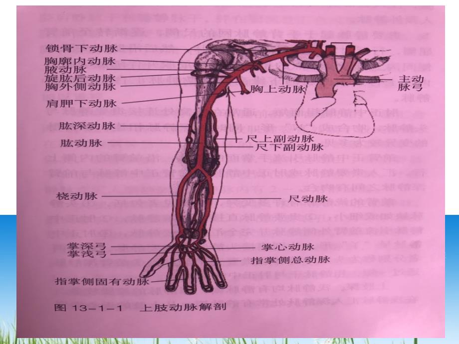 上肢血管解剖PPT课件415_第3页