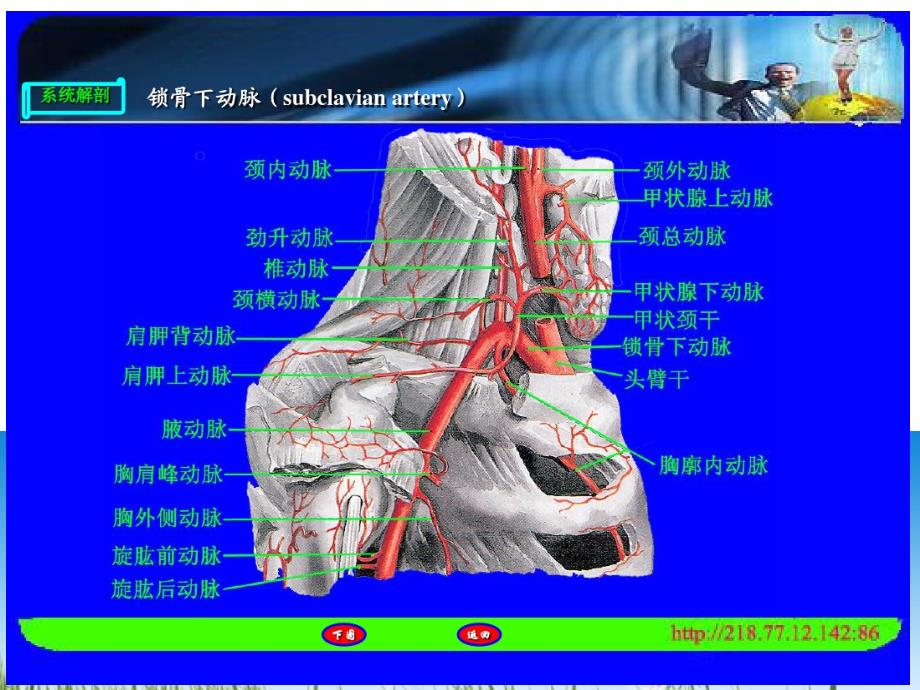 上肢血管解剖PPT课件415_第4页