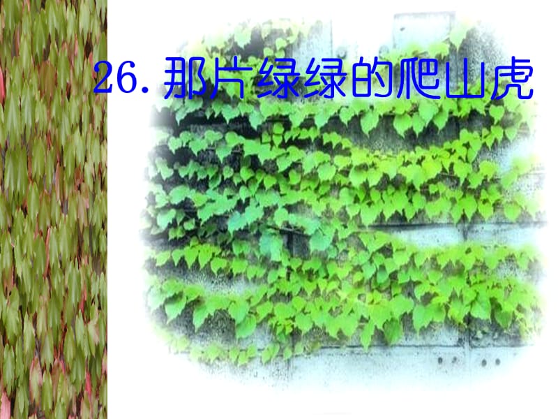 四年级上册语文课件26那片绿绿的爬山虎人教新课标30_第1页