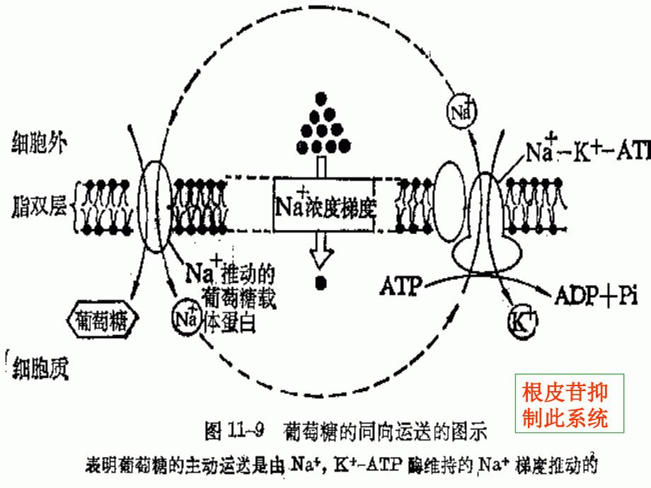 糖代谢-文档资料_第3页