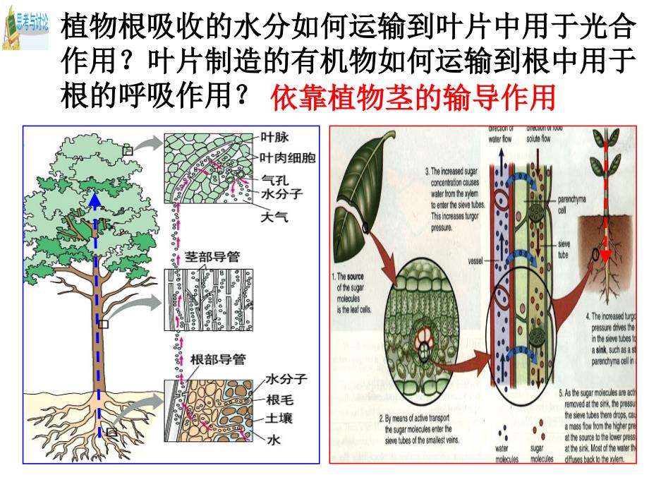 浙教版科学八年级下册 4.4 植物的茎与物质运输 课件_第2页