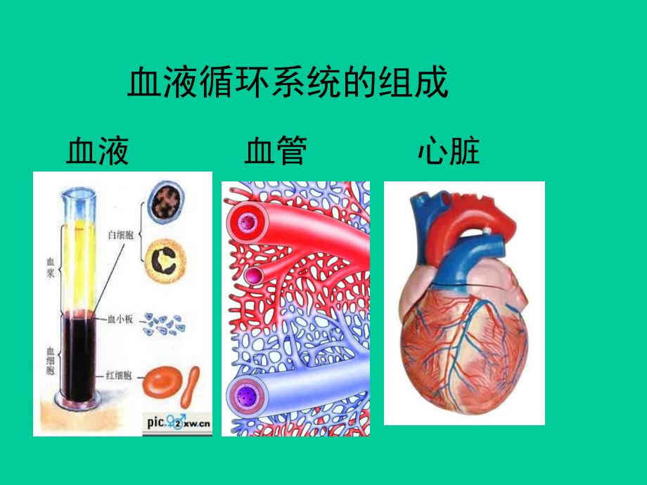 牛津上海版（五四学制）科学七年级上册 10.2营养与健康 课件_第2页