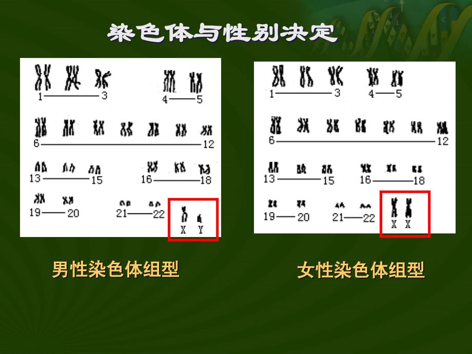 人教版必修2《遗传与进化》第2章 第3节 伴性遗传_第3页