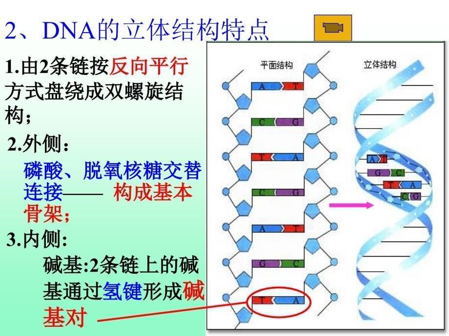 奖课件DNA分子的结构_第5页