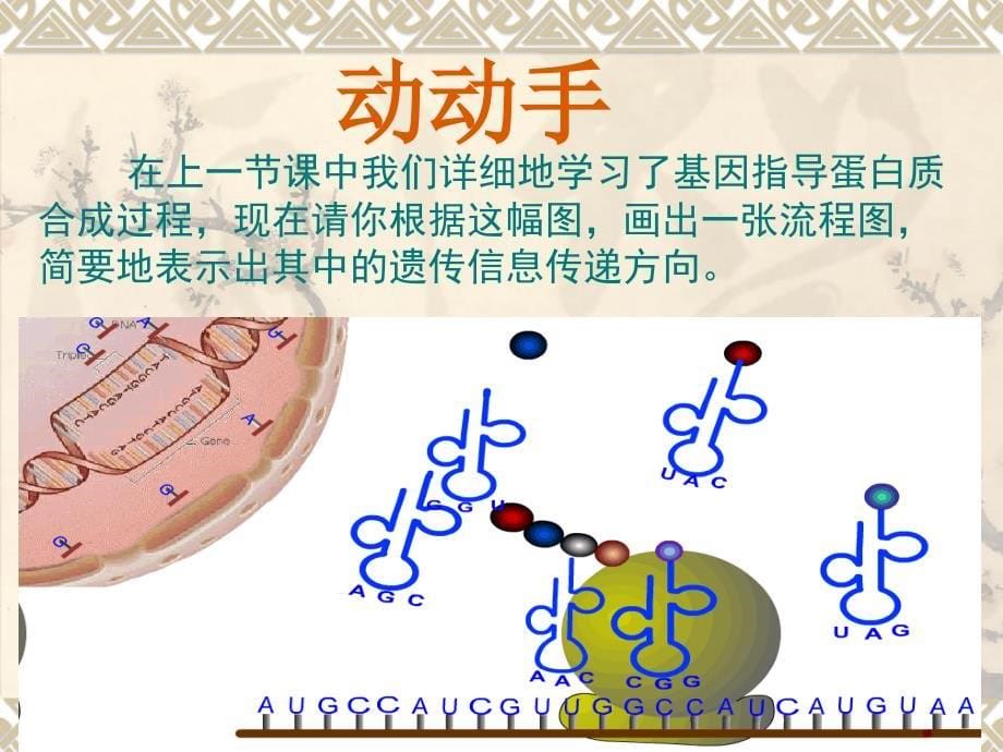 基因对性状的控制 (2)_第5页