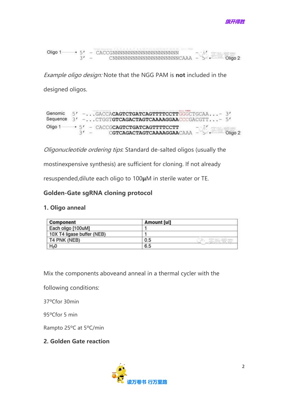 【代码M0803】SAM target sgRNA cloning protocol- CRISPR-Cas9_第2页