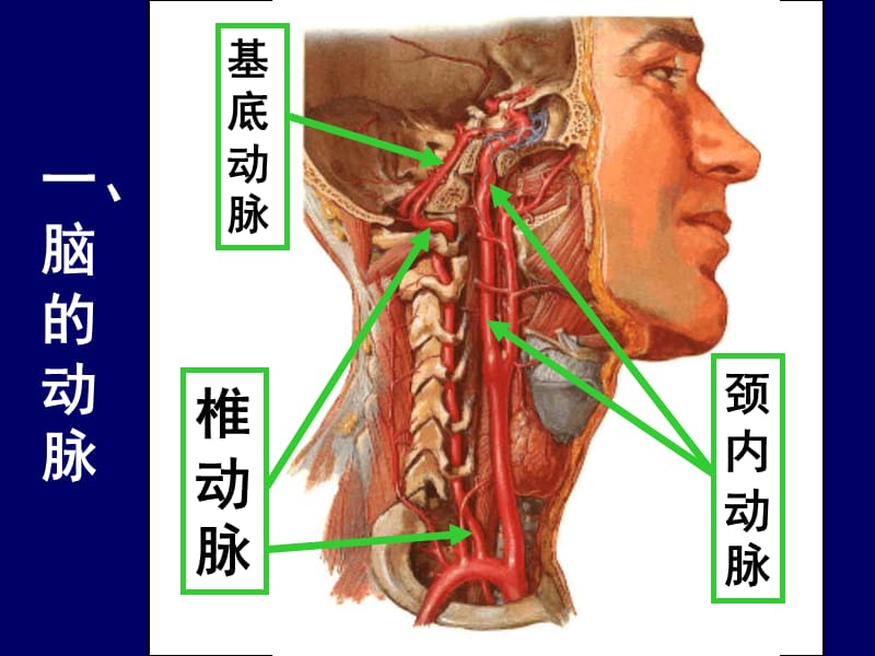 大脑前中后动脉血管分布图教学课件_第3页